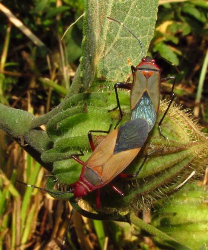 Dysdercus sp.