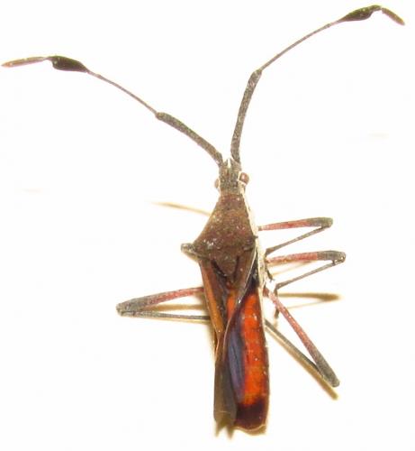 Réf. 137 621 : Chariesterus armatus