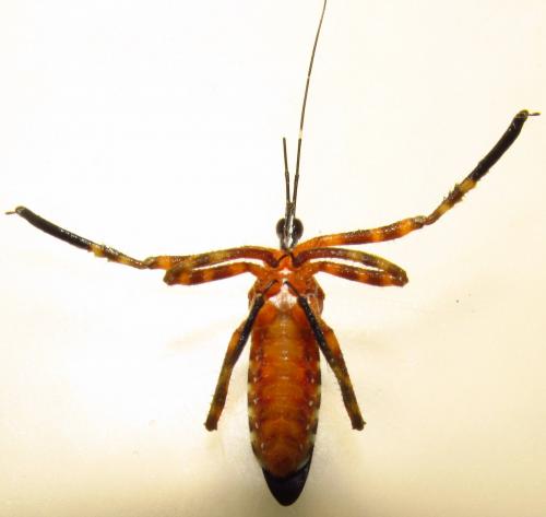 Heniartes sp.