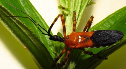 Heniartes sp.