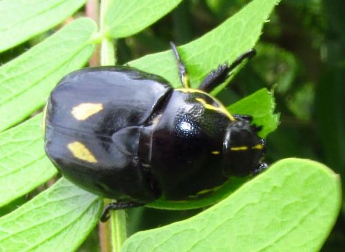 Rutela lineola
