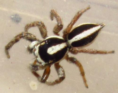 Freya sp.