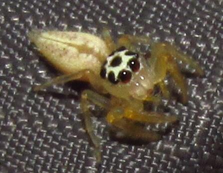 Thiodina sp.