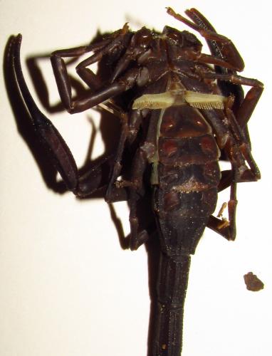 Réf. 137 275 : Tityus sp.