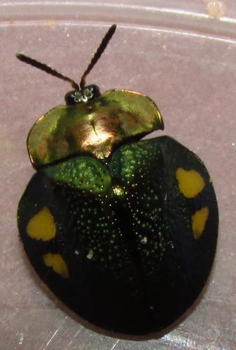 Stolas sp.