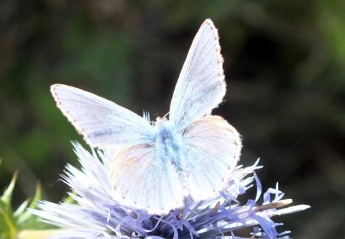 Polyommatus bellargus