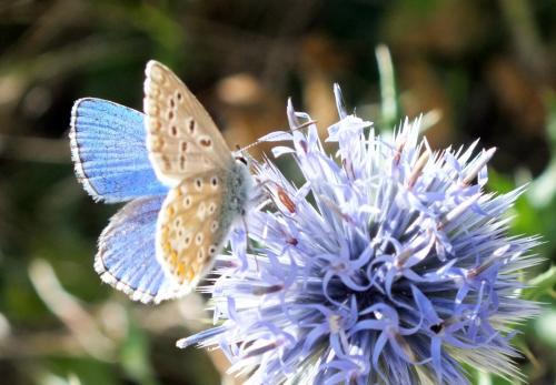 Polyommatus bellargus