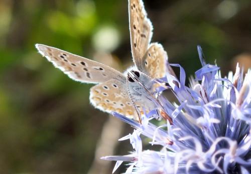 Polyommatus bellargus