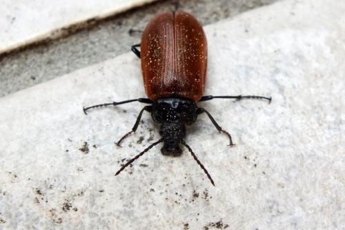 Omophlus rugosicollis