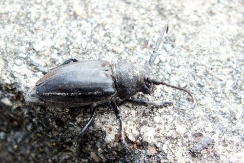 Iberodorcadion fuliginator