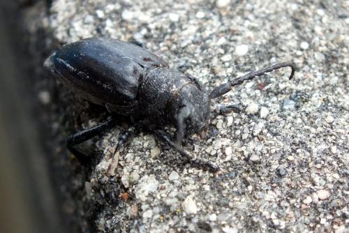 Iberodorcadion fuliginator