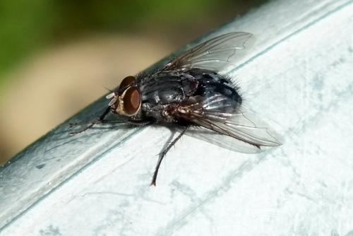 Calliphora vicina