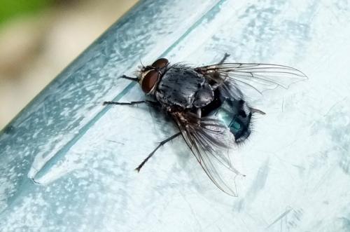 Calliphora vicina