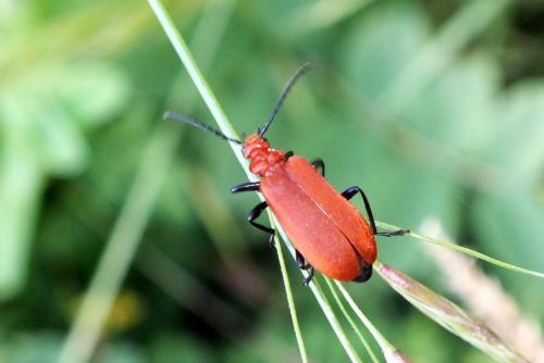 Réf. 137 563 : Pyrochroa serraticornis