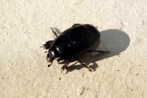 Hister quadrimaculatus