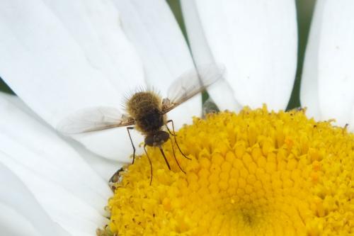 Réf. 137 564 : Bombylisoma sp.