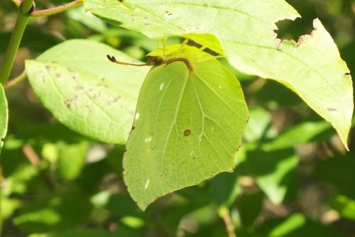 Gonepteryx rhamni