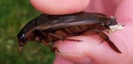 Dytiscus marginalis