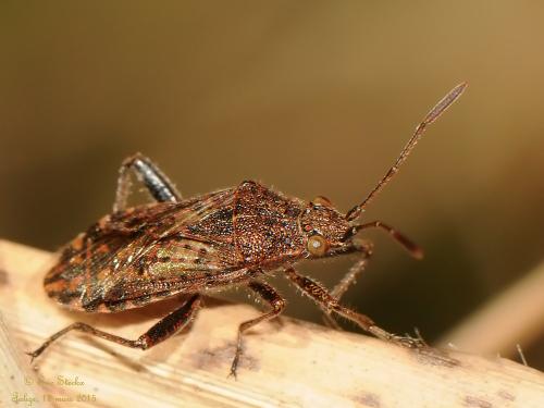 Stictopleurus punctatonervosus