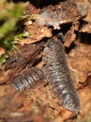 Porcellio scaber