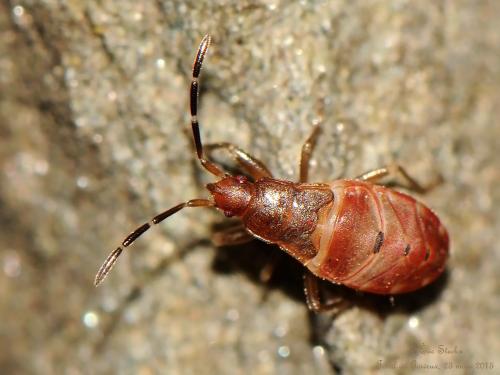 Gastrodes grossipes