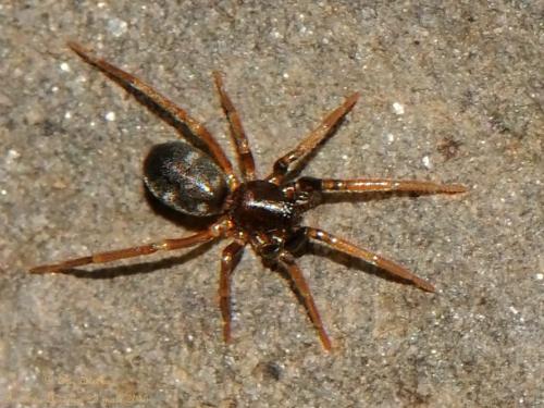 Phrurolithus festivus