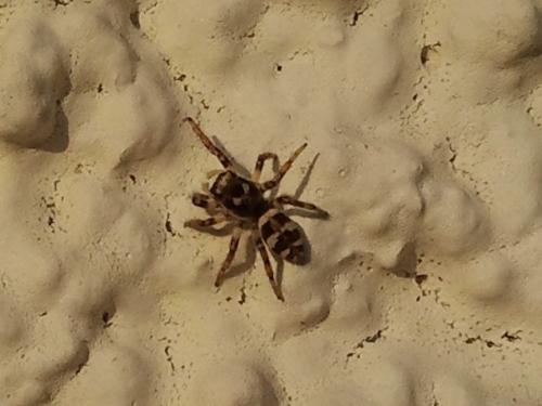 Salticus sp.