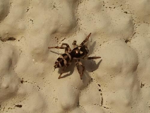 Réf. 137 306 : Salticus sp.