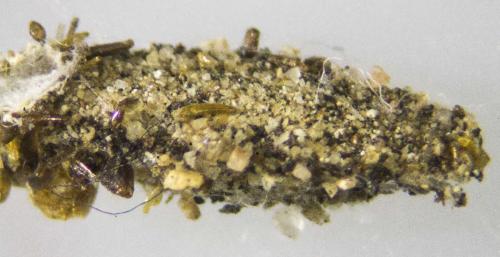 Dahlica sp.