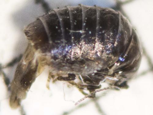 Dahlica sp.
