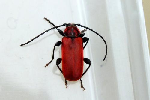 Pyrrhidium sanguineum