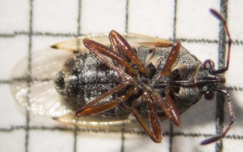 Kleidocerys resedae