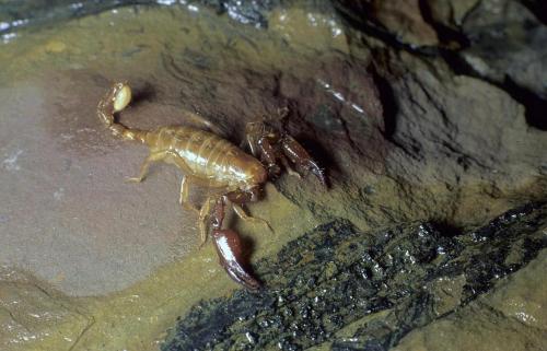 Belisarius xambeui
