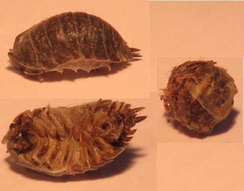Porcellio spinicornis
