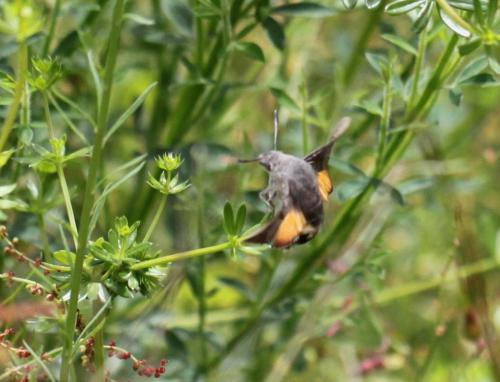 Macroglossum stellatarum