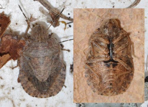 Réf. 137 404 : Sciocoris microphthalmus