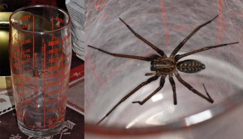 Eratigena atrica