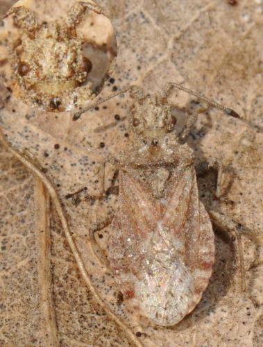 Réf. 137 407 : Arenocoris fallenii