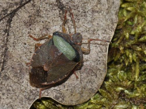 Palomena prasina