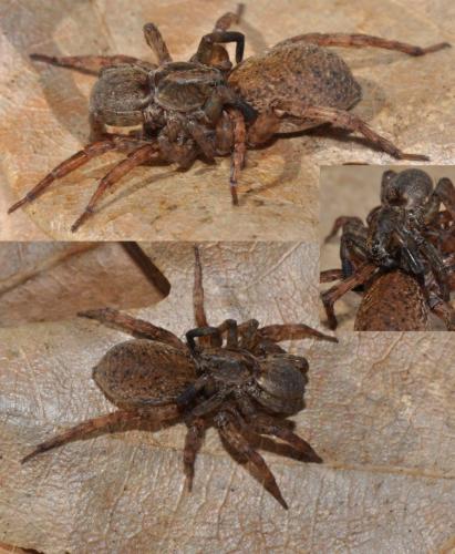 Trochosa terricola