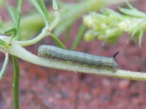 Macroglossum stellatarum
