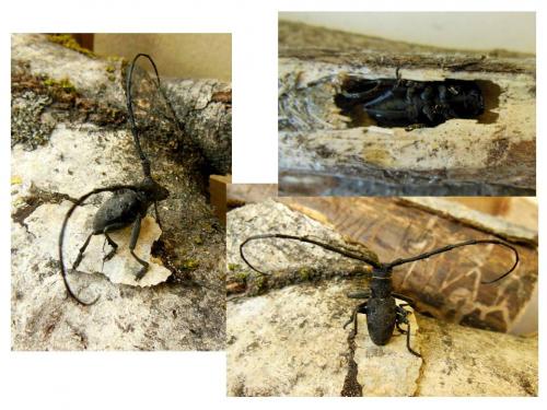 Morimus asper