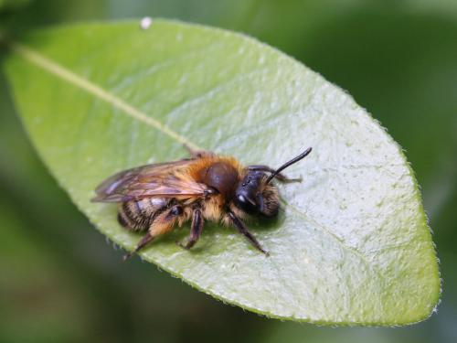 Andrena angustior