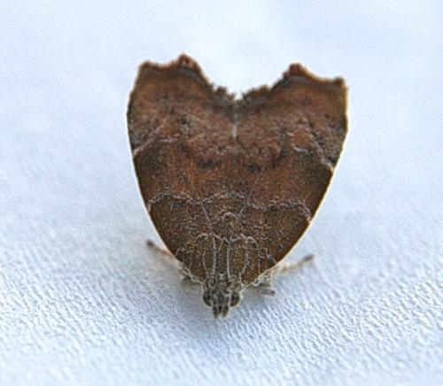 Réf. 137 311 : Choreutis nemorana