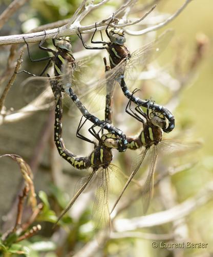 Réf. 137 691 : Aeshna juncea