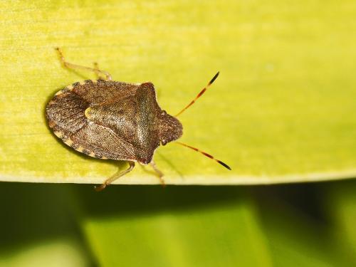 Réf. 137 787 : Peribalus strictus strictus