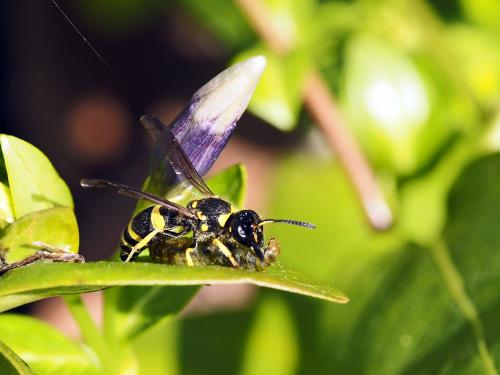 Ancistrocerus sp.