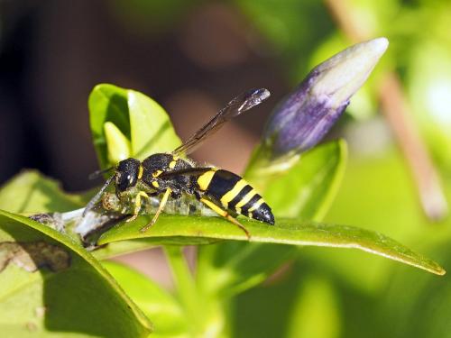 Réf. 137 149 : Ancistrocerus sp.