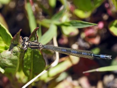 Coenagrion mercuriale