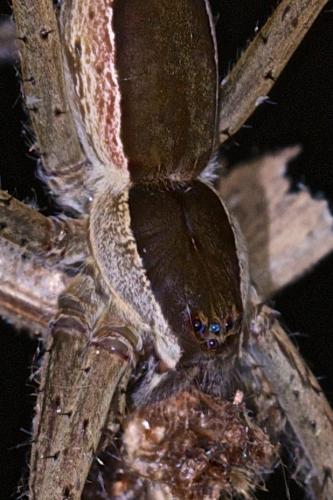Nilus sp.